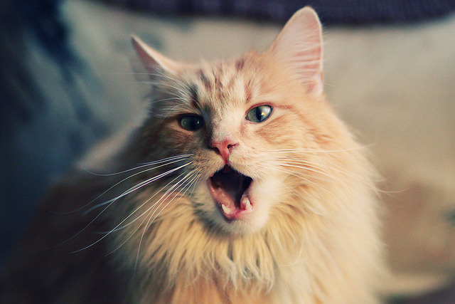 波斯铁骑对决银河战舰,奥利维耶千场传奇闪耀