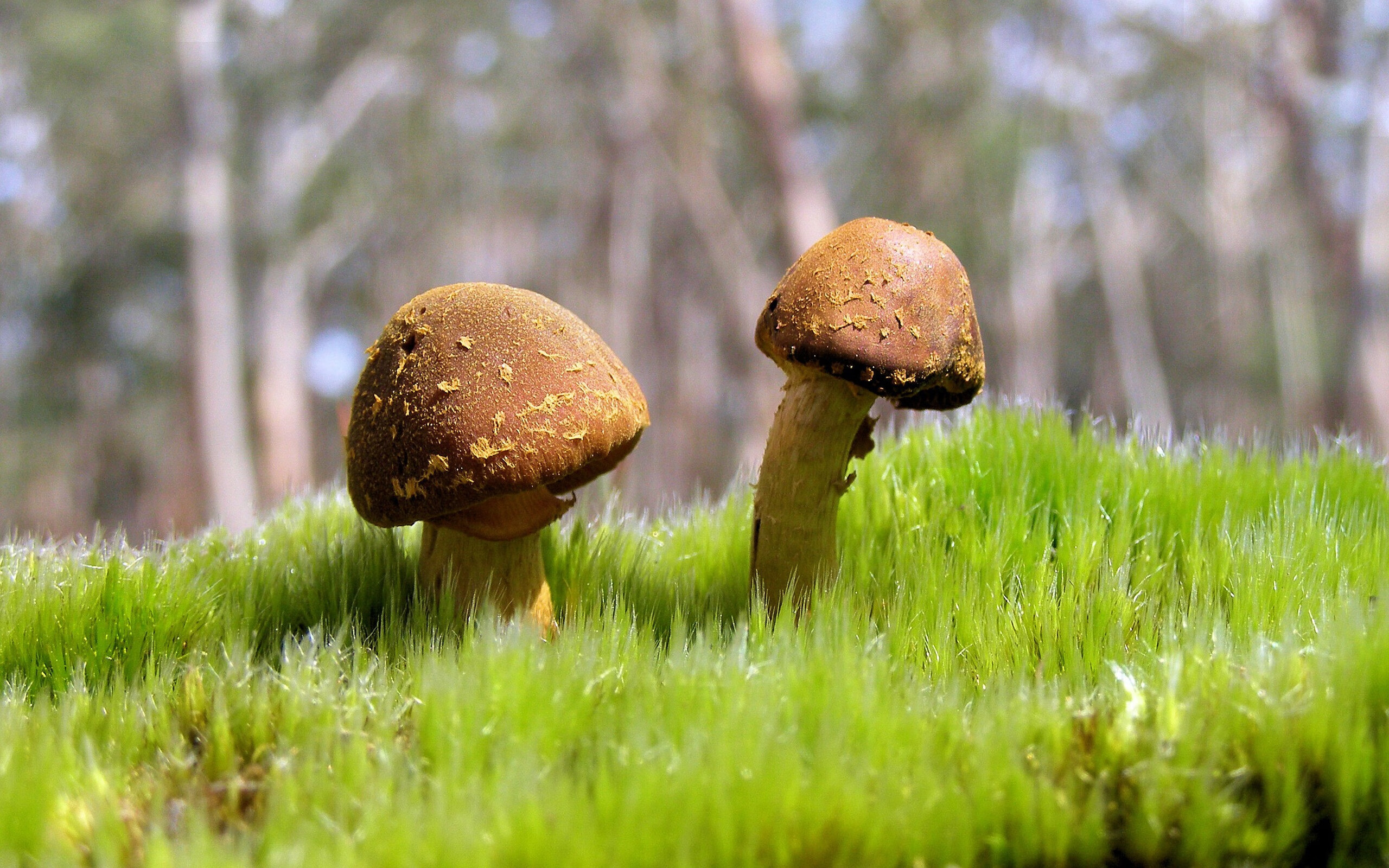 基辅之矛刺穿北非之盾,奥斯梅恩一剑封喉,乌克兰硬仗力克摩洛哥