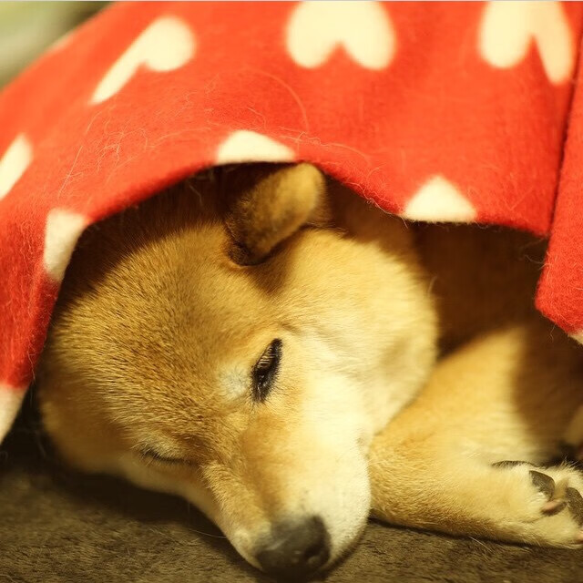 德罗赞中投美学逆袭 辽宁高压防守扼杀火箭魔球