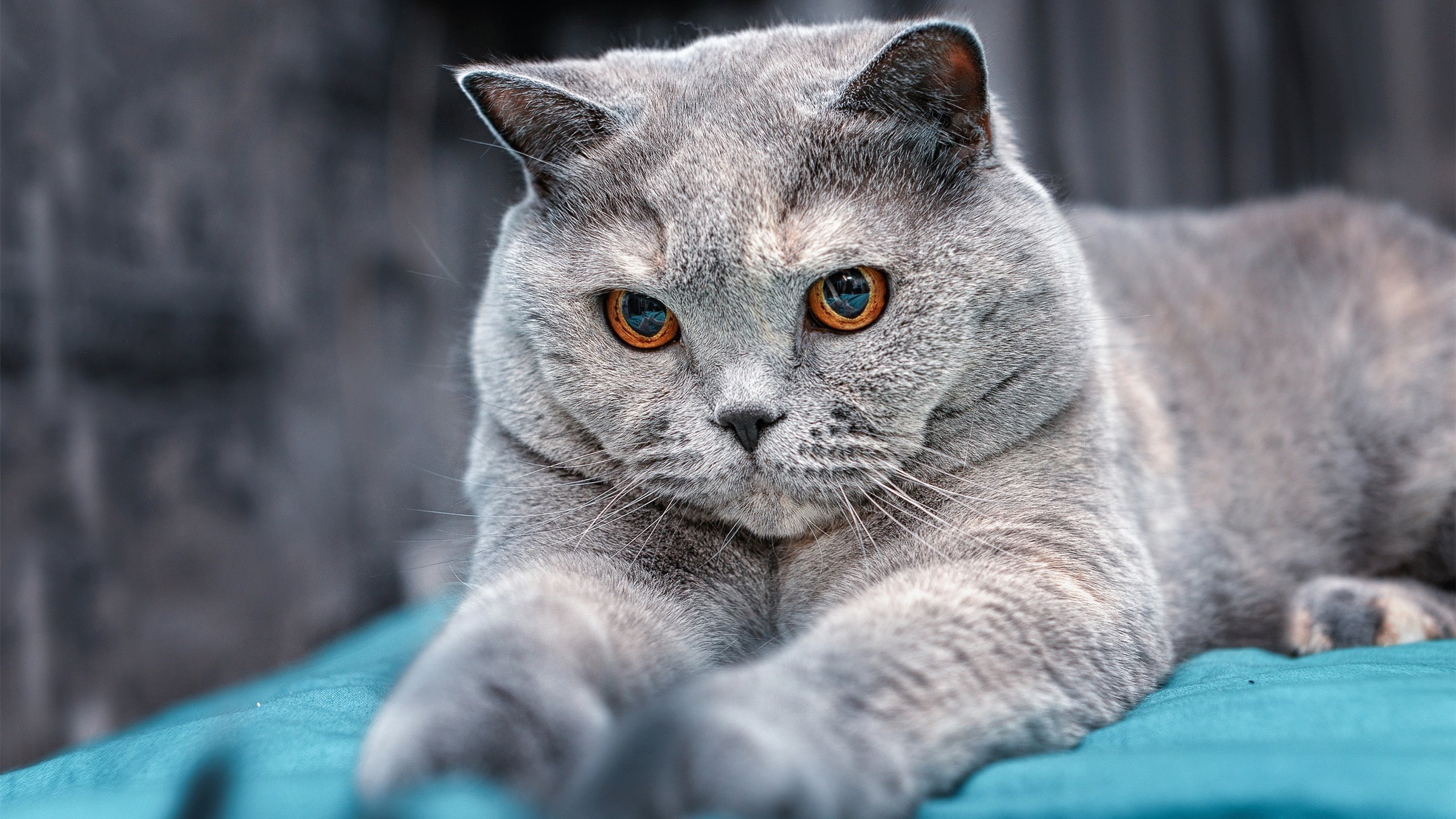 开云体育-当纽约的狂喜照进慕尼黑的雨夜