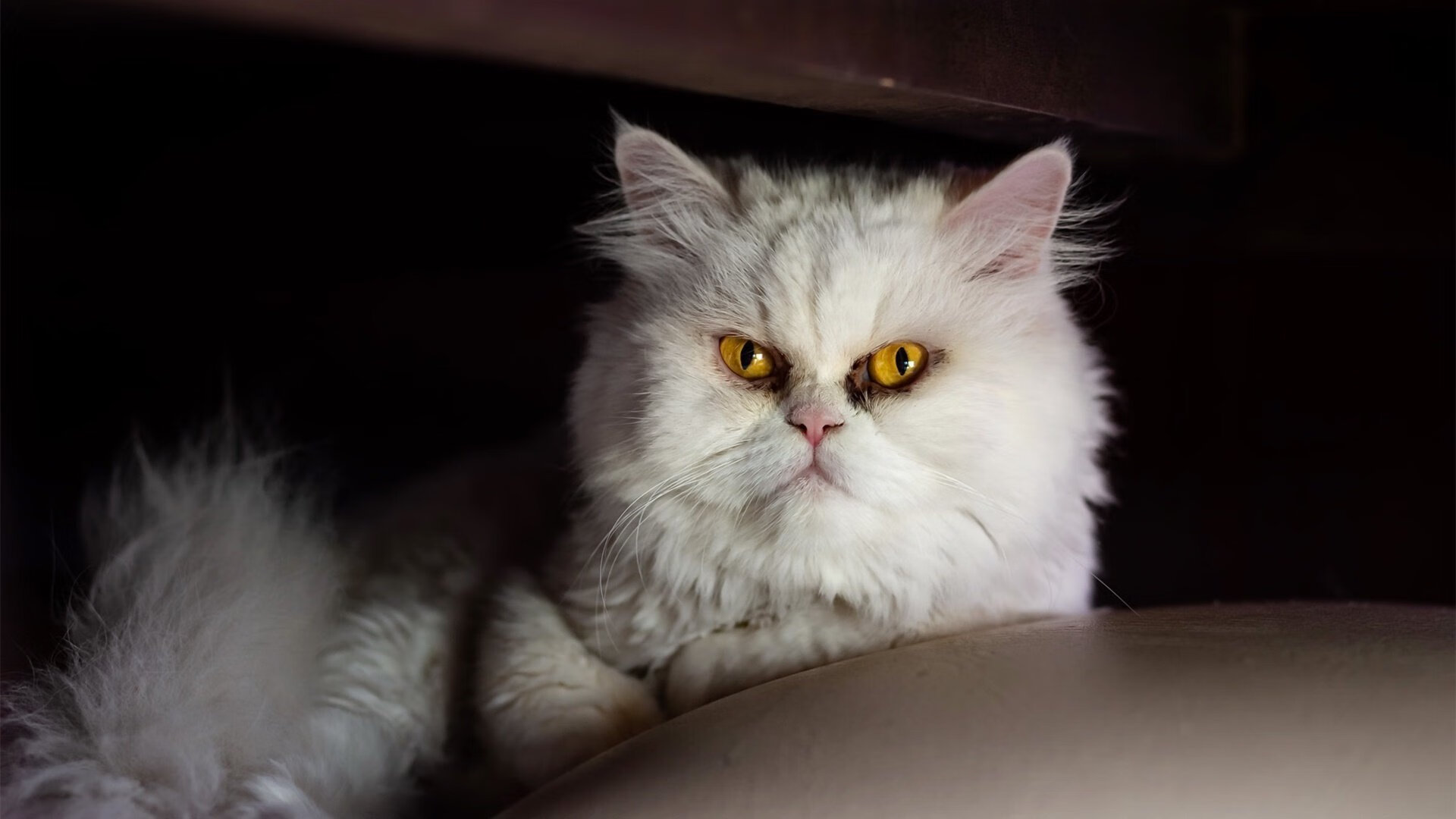 意甲焦点战见证塞内加尔崛起，强势晋级对决巴西