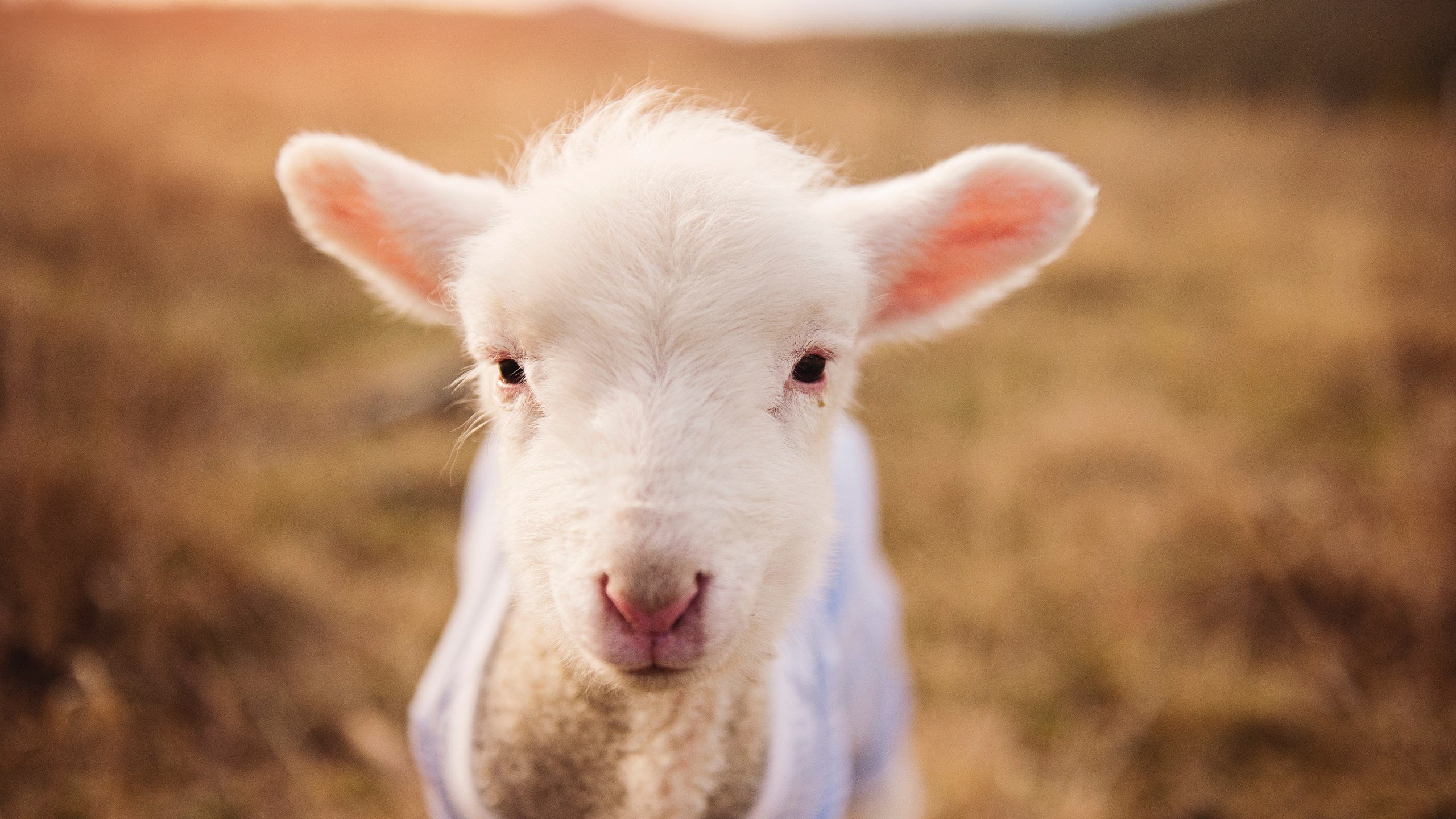 开云体育登录-舞台越大，光芒越炽，德罗赞与那些在绝境中盛开的灵魂