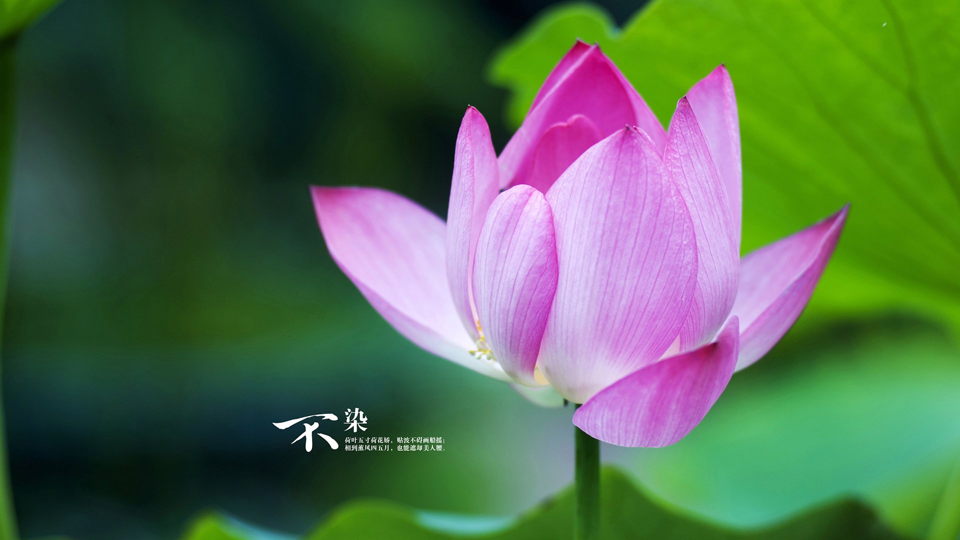 开云体育APP下载-跨界暴君，锡安错峰出行轰塌双城记，一场比赛颠覆所有剧本