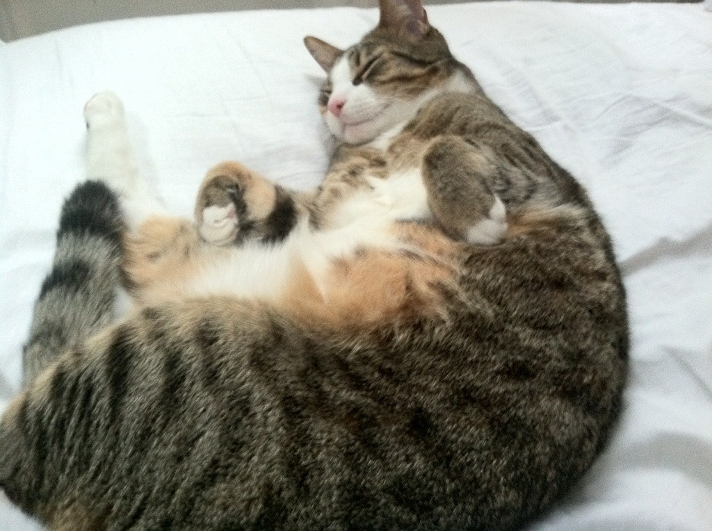 狂胜改写排名版图,苏格兰风暴席卷伊拉克,世界排位争夺战现惊天变局