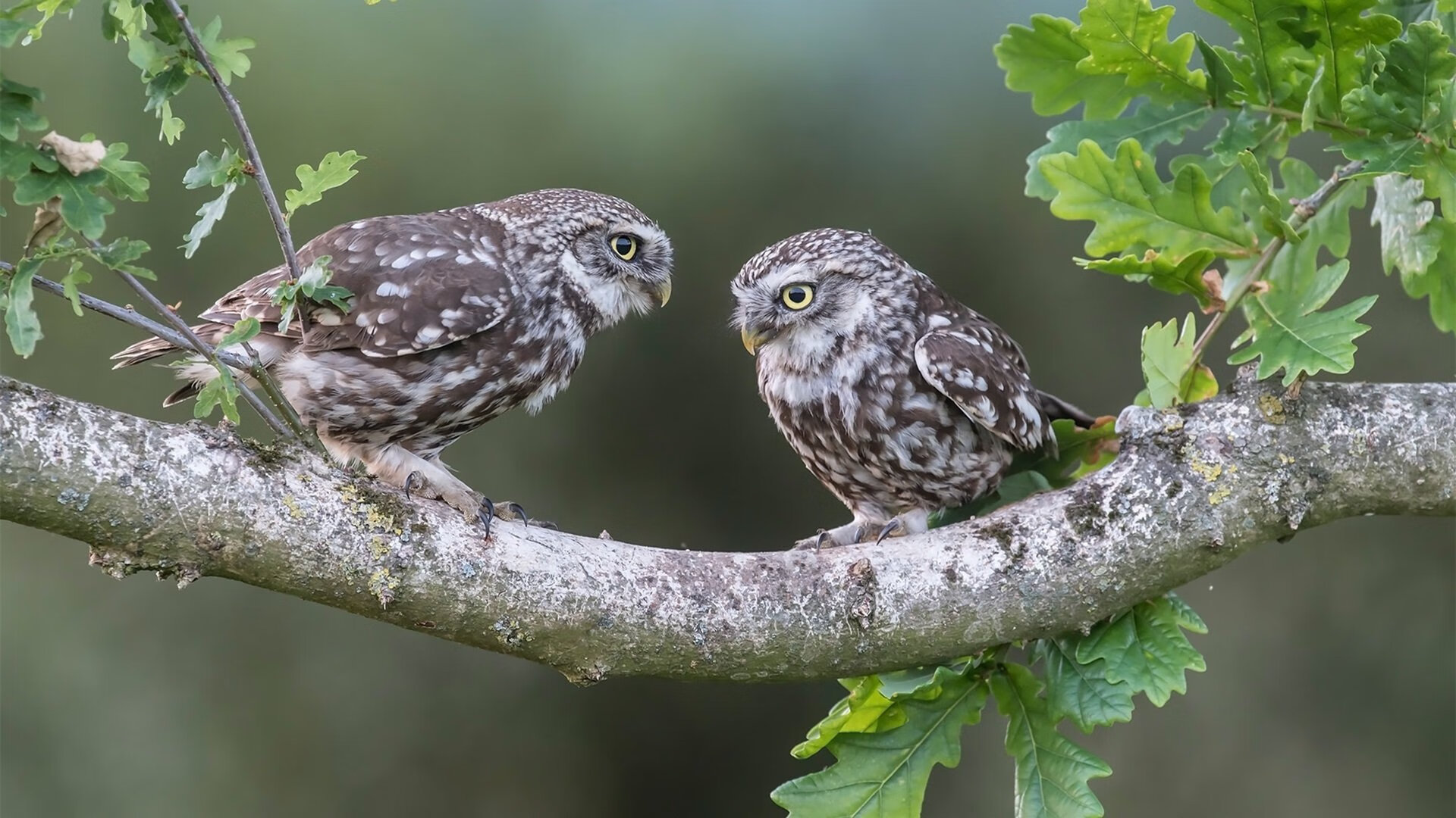 开云体育平台APP-旧神不渡凯尔特人，新王马克西三晋铁骑破阵