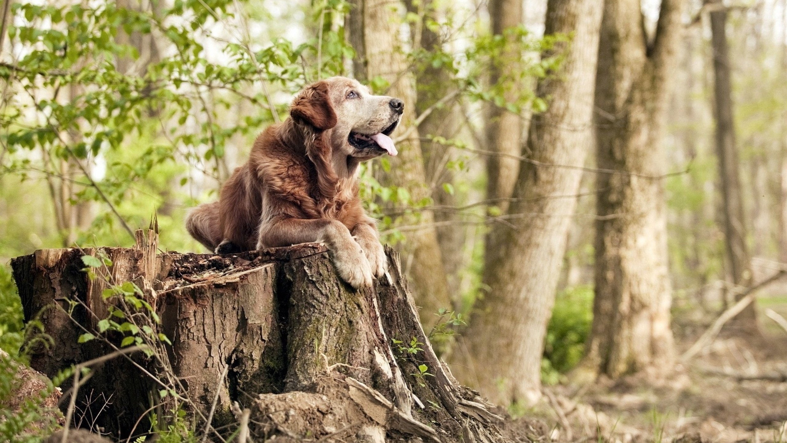 唯一之战，凯尔特人速胜太阳，保罗总决赛接管比赛却成悲情英雄