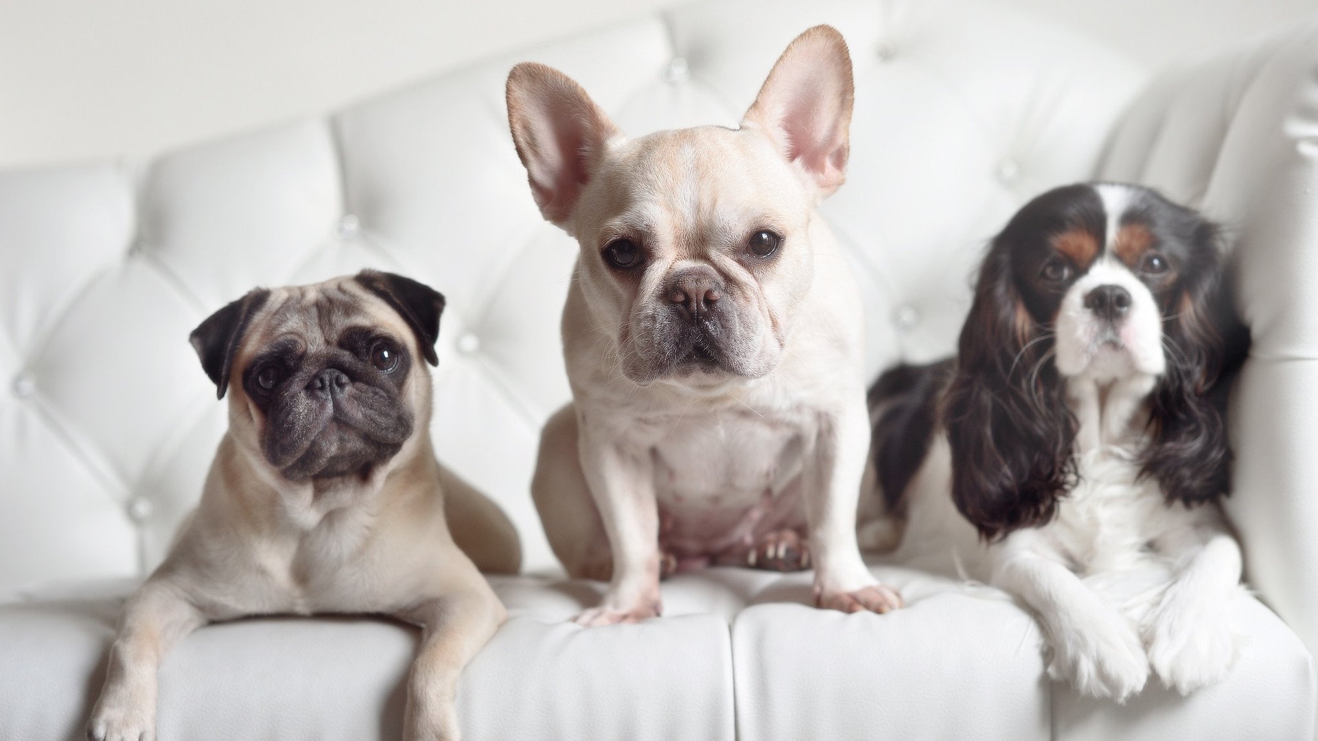 重启2026，那个被遗忘的卢卡库节奏，与波兰的决胜局