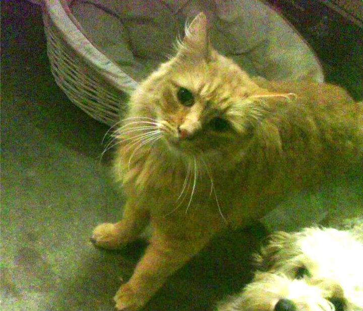 开云体育入口-沙漠奇迹，蒂亚戈惊天远射，潜水艇为和平掀翻沙漠雄狮