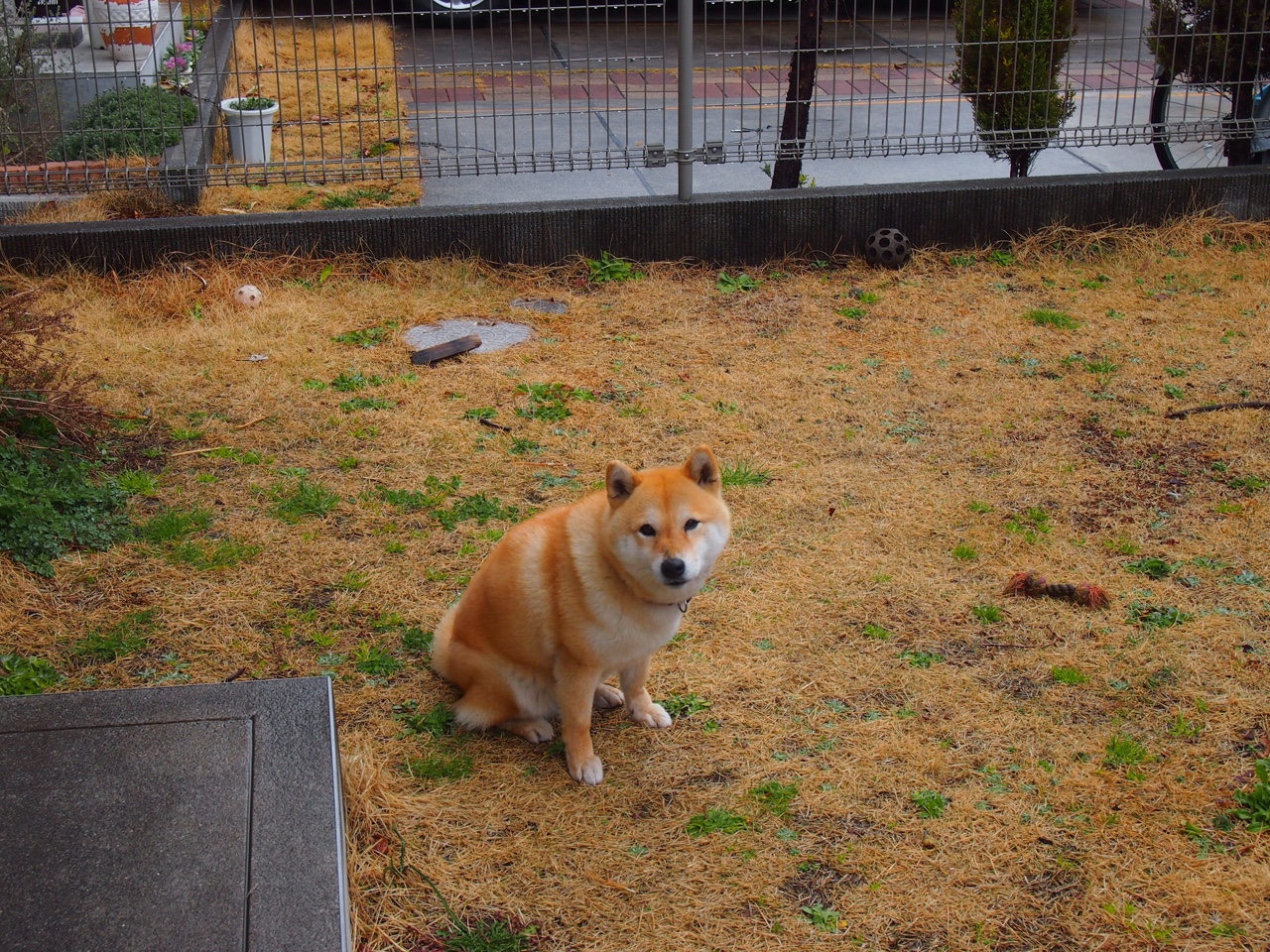 平行宇宙的对决，当国王队遇上深圳队，哈登的赛后评分为何拉满？